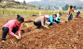 种植大蒜的田地景象