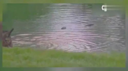 水獭在清澈河水中游弋