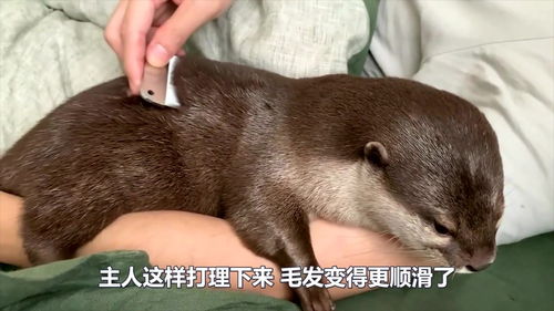 水獭蜷缩取暖的样子