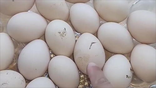 每天吃鸡蛋vs从不吃鸡蛋，差别竟如此之大！