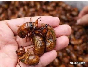 当地回应上万人抓金蝉：确实抓不完！