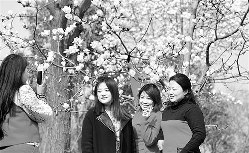 盛开的玉兰花丛