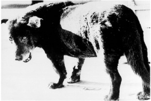 石砸野狗叫 张雪峰回应大象新闻：到底谁在狂吠？