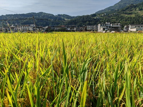 金秋时节，田野里的人们忙着抢收