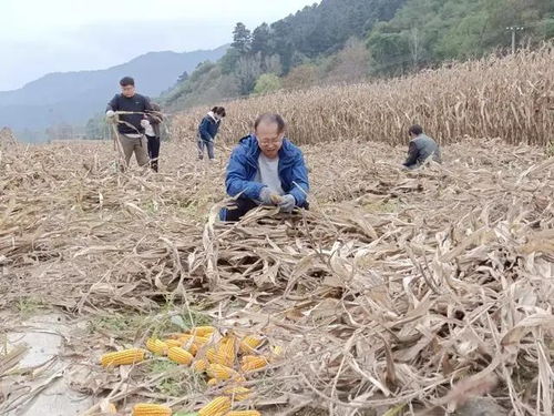 村民们分工合作抢收粮食