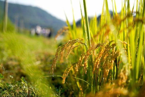 村民小心翼翼地捡拾稻谷