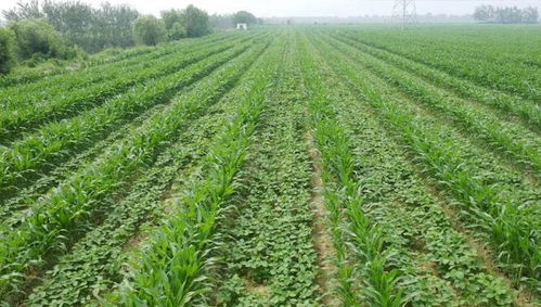 美豆农心急如焚，中国未下单背后有何隐情？