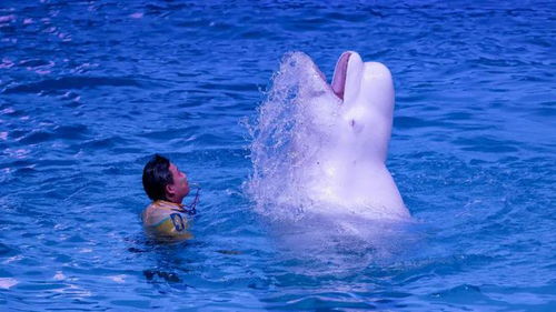 扬州'越狱'卡皮巴拉，惊现泳池别墅生活！