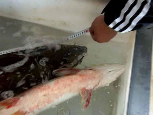 惊呆！男子背79斤鳡鱼闹市穿行，背后真相令人咋舌