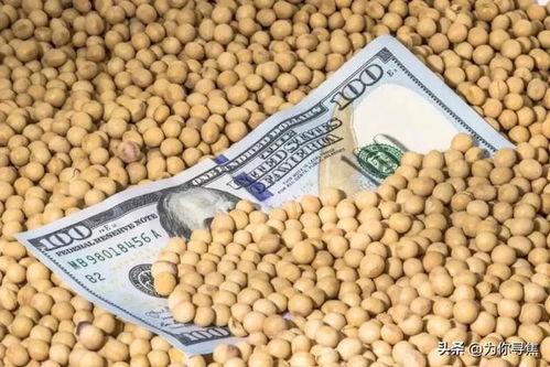 美大豆收获季，中国竟未下单！背后真相引人深思