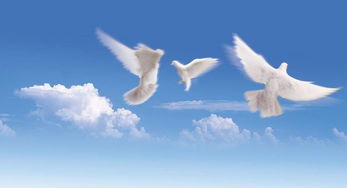 和平鸽飞翔在蓝天上