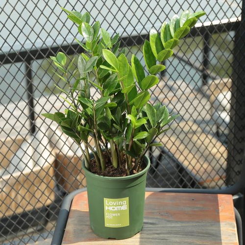 惊天大揭秘！住了近十年才知小区绿化竟然是租来的