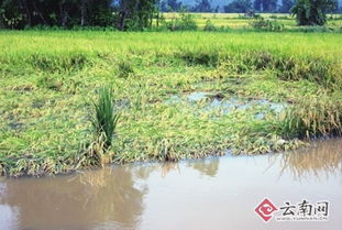 被水淹的稻田
