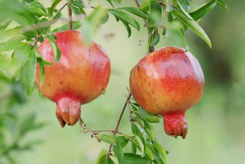 石榴红了满天山，那是秋日最美的风景！