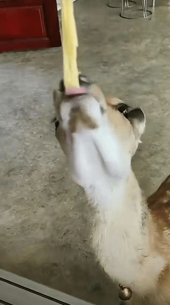 云南男子怒敲自家梅花鹿头顶？真相令人深思