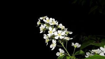 英烈魂归故里，每一个细节都充满敬意