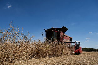 正在收割的大豆