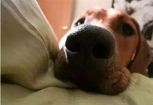 白头神探：惊险智斗灭世狂人