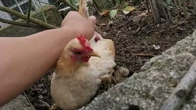 吧友热议：北川点沙姜鸡背后的心理学解读