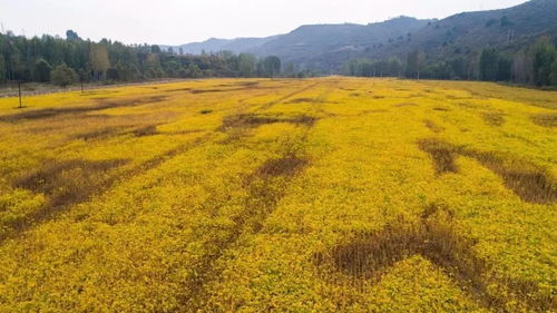 特朗普喊话中国买大豆，结果订单却依旧挂零？背后真相令人深思