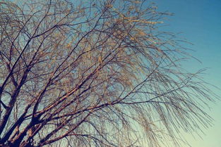 荒漠逆袭：牙签苗蜕变7米巨人的传奇之旅