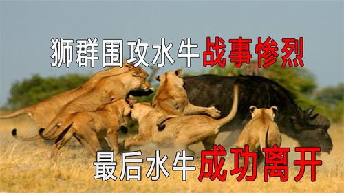 惊魂！曼谷动物园员工惨遭狮群袭杀