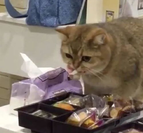 猫咪偷吃零食