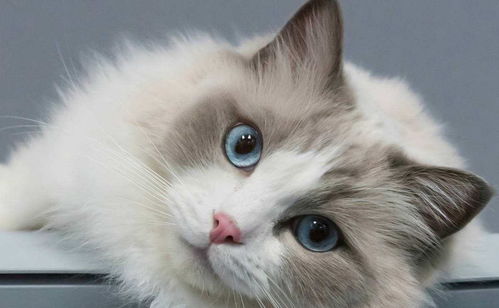 《招魂4：终章》震撼上映，恐怖氛围拉满！