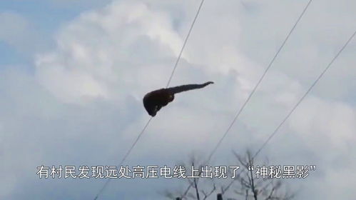 游客惊现虎跳峡神秘生物，头上竟有角！