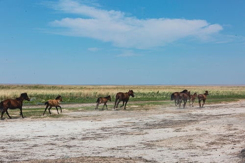 马群在草原上自由奔跑