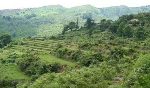 美国农田因无人耕种而开始荒废的景象