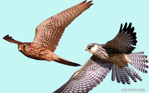 迅猛龙复旦入学考试成绩引热议！