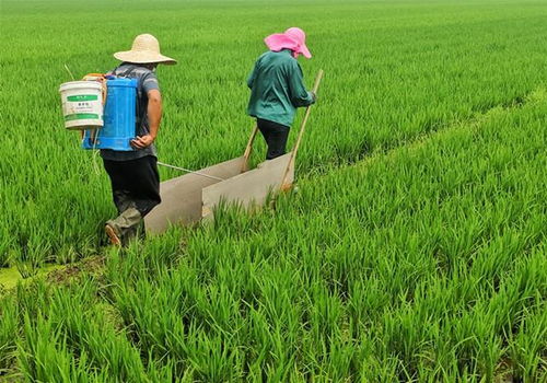 美农惨状：中国不买就搅碎，绝望呼声引关注