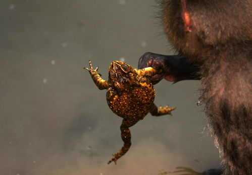 峨眉山猴子被击毙？官方紧急辟谣！