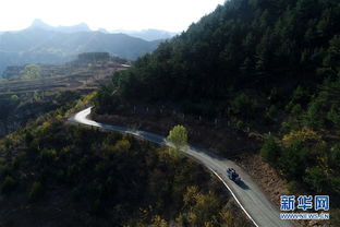 震惊！游客自驾撞死6匹马，背后真相令人深思