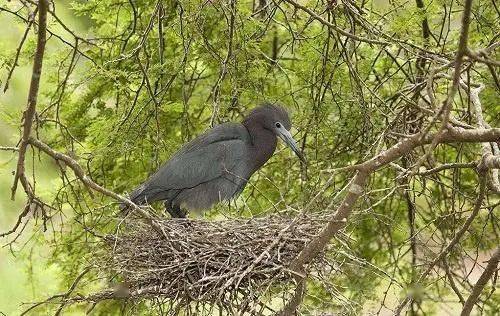 南京一大桥玻璃墙成鸟类杀手，频繁发生撞鸟惨剧