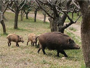 村民齐力赶走野猪