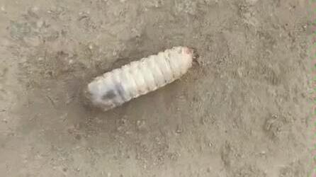 居民驱赶小白虫