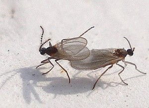 河南多地遭遇'小白虫'侵袭，居民生活受困扰