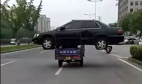 交警回应游客自驾撞死6匹马事件始末