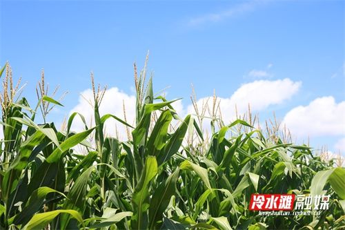 北方玉米地里的玉米长势良好