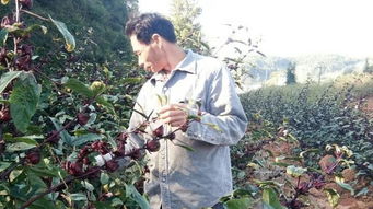 男子坚持种猴面包树18年，如今两棵已能结果啦！