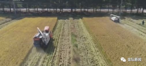 江南水稻收割场景