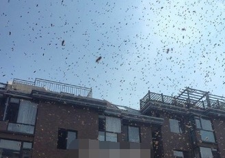 女童被蜂群围攻，30分钟后竟离世！背后真相令人揪心