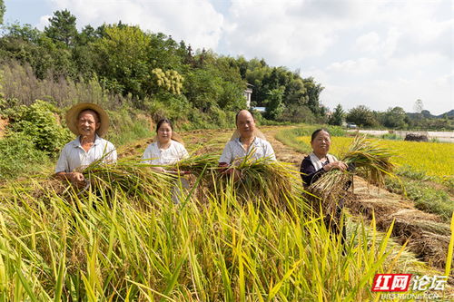 农民收割水稻