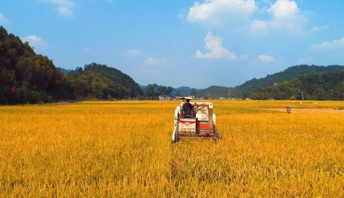 直播里的丰收美景：足不出户赏遍各地丰饶景象