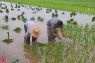 各地秋粮生产稳步推进，丰收在望！