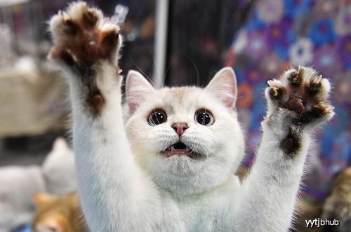 婚礼新花样：小猫竟成送戒使者！