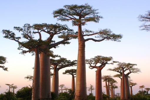 猴面包树上挂满了成熟的果实