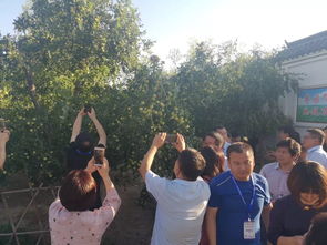 人们打枣的画面